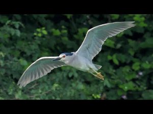 Night heron in flight (Nycticorax nycticorax)