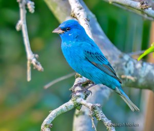 Indigo Bunting