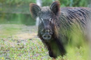 wild boar