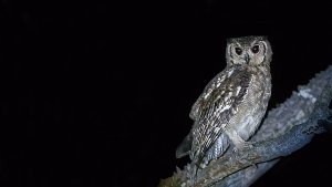 Greyish Eagle-Owl