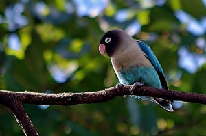 Masked Lovebird