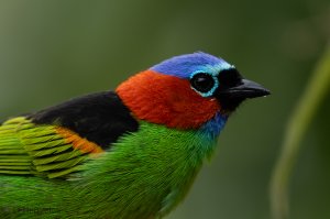 Red-necked Tanager