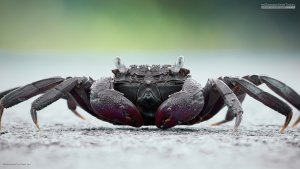 Face to face with Mr Crab, Borneo