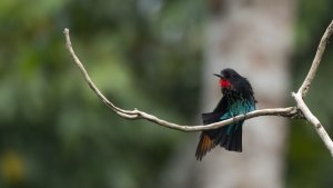 Black Bee-eater