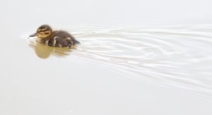 Making ripples.....Common teal