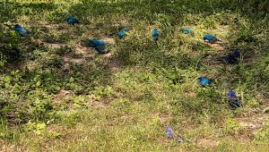 Indigo Buntings and Blue Grosbeaks