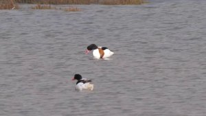 The arrival of Common Shelducks (Tadorna tadorna)