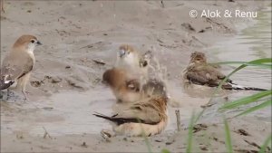 Indian Silverbill : monsoon fun : Amazing Wildlife of India by Renu Tewari and Alok Tewari