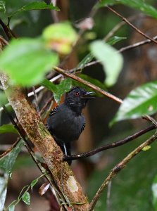 Hellmayr's Antbird