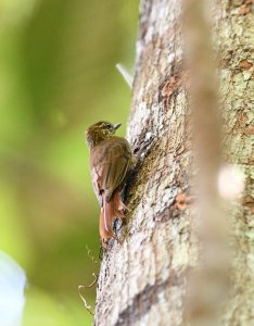 Wedge-billed Woodcreeper