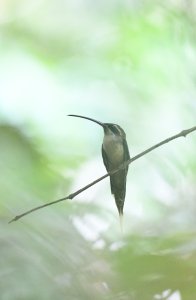 Long-tailed Hermit