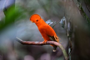 Guianan Cock-of-the-rock