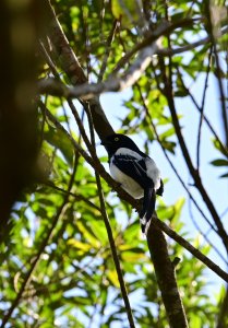 Magpie Tanager