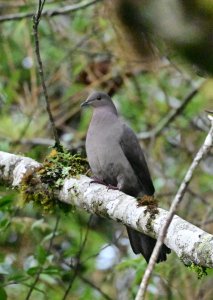 Plumbeous Pigeon