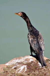 Reed Cormorant