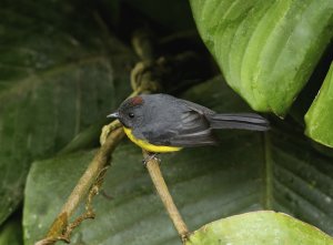 Slate-throated Redstart ( Whitestart)