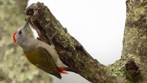 African Grey Woodpecker