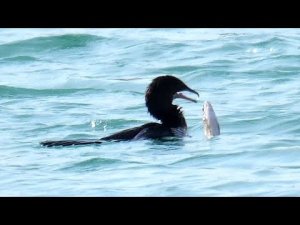 Pygmy cormorant and exaggerated fishing