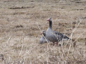 Greylag geese