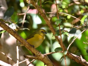 female Purple-throated Euphonia