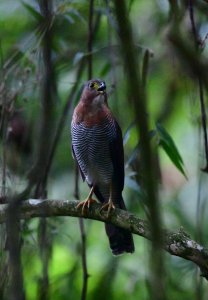 Barred Forest-Falcon