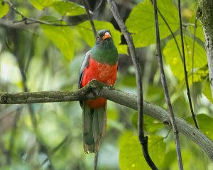 Slaty-tailed Trogon (m)