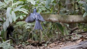 Slow Motion Mr. Drongo aggressive at feeder site in the jungle #wildlife #birdphotography