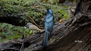 Drongo Singing