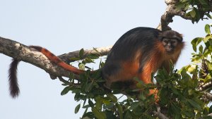 Western Red Colobus