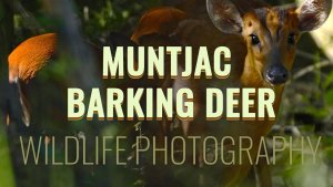 Wildlife Photography Muntjac Barking Deer In National Park Breeding Season
