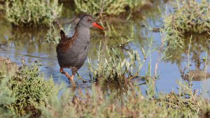 water rail