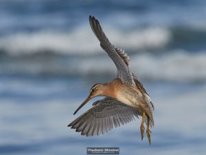 Short-billed Dowitcher