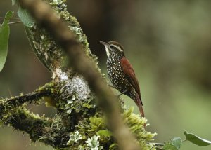 Pearled Treerunner