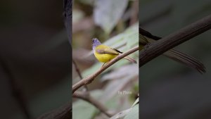 Birds Sound Greyhead Canary Flycatcher happy calling #wildlife | Tiếng Hót Đớp Ruồi Đầu Xám