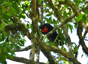 Red-ruffed Fruitcrow