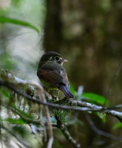 Russet-winged Spadebill