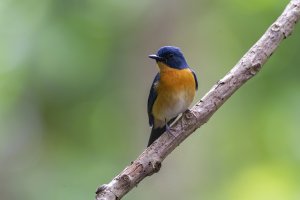 MANGROVE BLUE FLYCATCHER