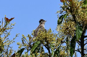 Striped Cuckoo