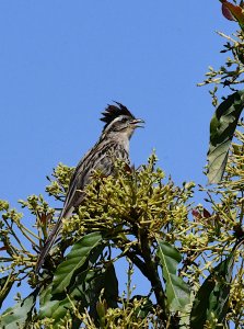 Striped Cuckoo