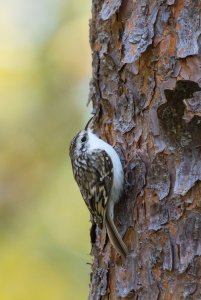 Eurasian treecreeper