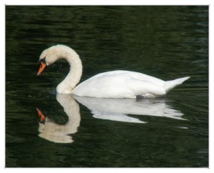 Mute Swan