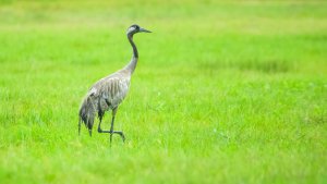 Anatolian Mountain Crane, Grus grus archibaldi (Anadolu Dağ Turnası)