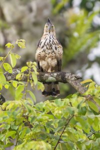 Wallace's Hawk-Eagle