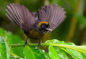 Dusky-faced Tanager