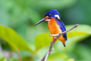 Blue-eared Kingfisher