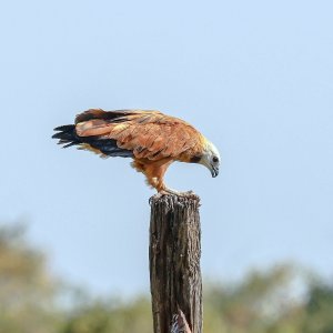 Black collared Hawk