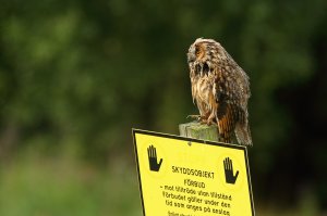 Contemplation....Long-eared owl