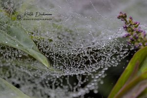 Spider web.jpg