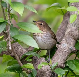 Swainson's Thrush/Florida Migrator