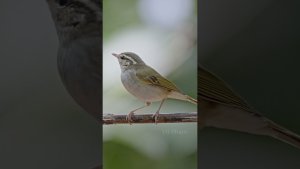 Eastern-Crowned Warbler